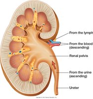 Routes of infection for pyelonephritis