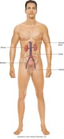 Urinary system: kidneys, ureters, bladder, and urethra