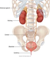 Position of the urinary organs