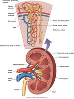 Kidney with expanded view of nephron
