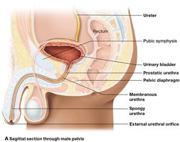 Urinary tract anatomy showing the urethra in the male