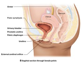 Urinary tract anatomy showing the urethra in the female