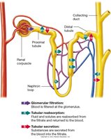 Sites of Tubular Reabsorption and Secretion
