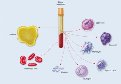 Blood separated into plasma and formed elements
