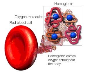 Hemoglobin structure and oxygen transport