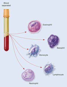 Leukocyte types separated from blood