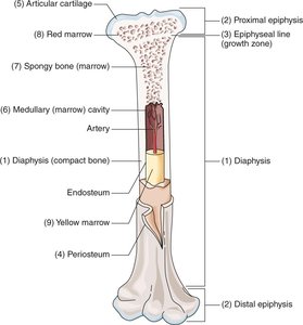 Long bone structure diagram