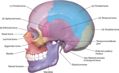 Lateral view of the skull showing cranial bones
