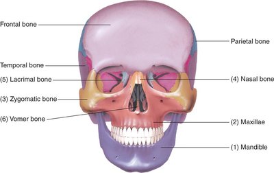 Anterior view of the facial bones