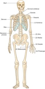 Skeleton showing bones of the upper extremities