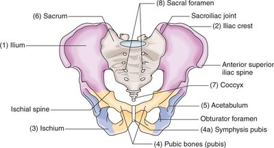 Pelvic bones and landmarks