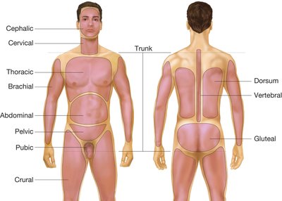 Body regions labeled on anterior and posterior views