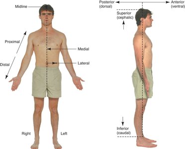 Diagram showing directional terms on the body