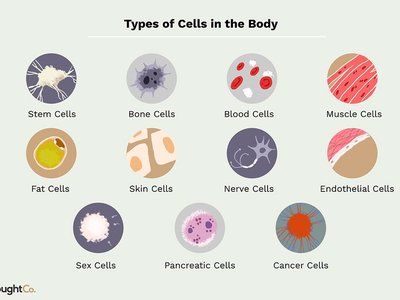 Types of cells in the body