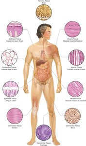 Diagram showing tissue types in the body