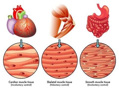 Comparison of cardiac, skeletal, and smooth muscle tissue