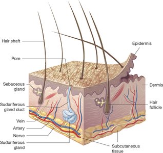 Cross-section of skin showing epidermis, dermis, subcutaneous tissue, hair follicles, glands, and blood vessels