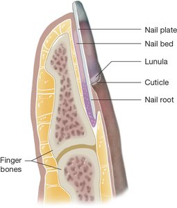 Anatomy of the nail showing nail plate, nail bed, lunula, cuticle, and nail root
