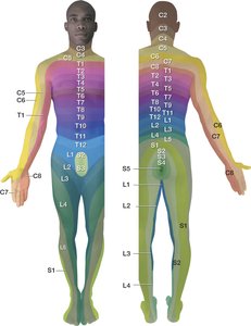 Dermatomes of the body, showing areas of skin supplied by specific spinal nerves