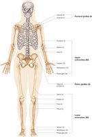 Bones of the Appendicular Skeleton