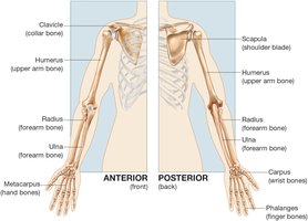 Pectoral Girdle and Upper Extremity