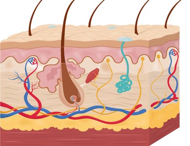 Cross-section of skin showing epidermis, dermis, hypodermis, hair follicle, glands, and blood vessels