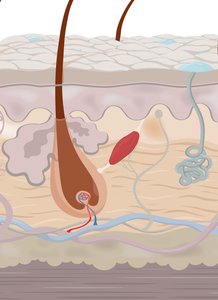 Diagram of hair follicle, shaft, root, and papilla