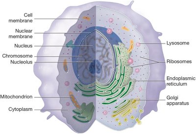 Diagram of a cell with labeled organelles