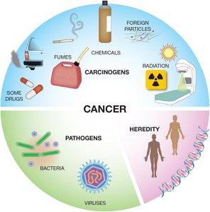 Diagram showing causes of cancer: carcinogens, pathogens, heredity