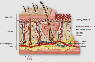 Cross-section of skin showing epidermis, dermis, subcutaneous layer, and accessory structures