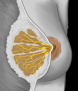 Anatomy of the breast showing lactiferous glands and ducts