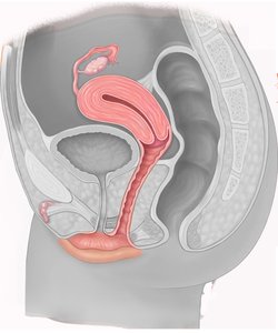 Sagittal section of female pelvis showing reproductive organs