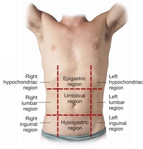 Abdominal regions