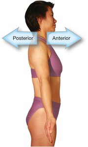 Anterior and posterior directions