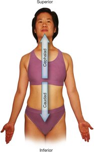 Cephalad and caudad directions