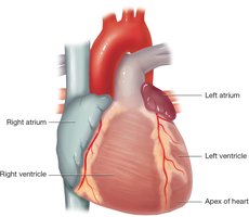 Surface of the heart