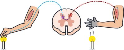 Diagram showing afferent and efferent nerves