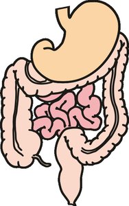 Digestive system representing autonomic nervous system