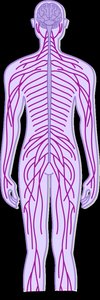 Diagram of the nervous system showing brain, spinal cord, and peripheral nerves