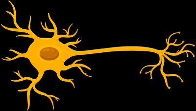 Single neuron with dendrites and axon