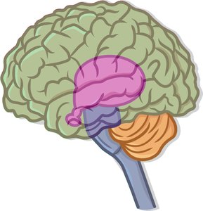 Lateral view of the brain showing major regions