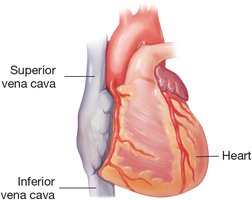 Superior and inferior vena cava