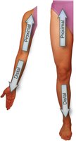 Distal and proximal directions