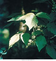 Poison ivy plant
