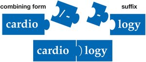 Puzzle pieces showing the assembly of cardiology