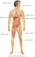 Common combining forms for organs or regions of the body