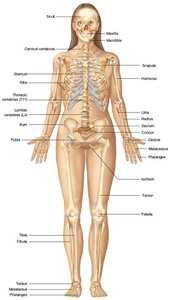 Labeled human skeleton