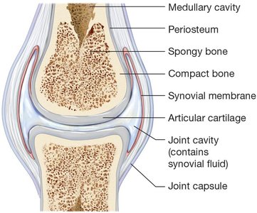 Types of joints: fibrous, cartilaginous, synovial