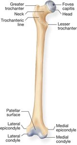 Femur projections and depressions