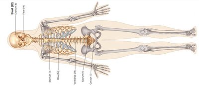 Axial skeleton labeled
